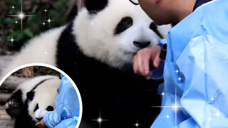 Come and rub panda Hehua and Heye