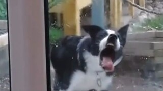 I will really be laughed to death by the rebellious puppy