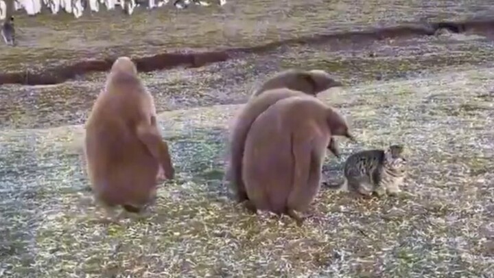 Ketika bayi penguin pertama kali bertemu Hakimi