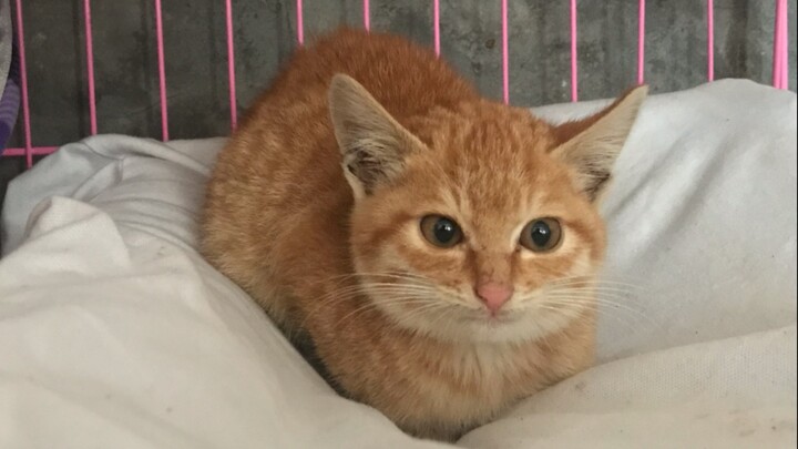 【Big Orange Is Key】Awsl, this super-cute little kitten drives a tractor the whole time! Who could re