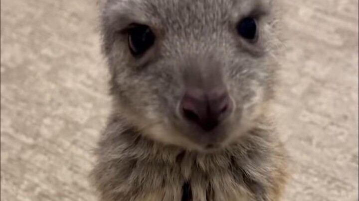 Rasanya tasnya bisa muat satu truk!