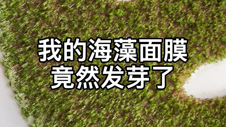 I really am grateful, my seaweed mask actually sprouted