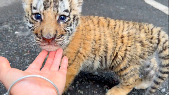 【Northeast Tiger Cubs】Who could resist these adorable, cuddly tiger cubs? Absolutely irresistible! H