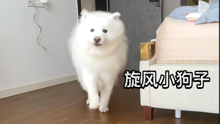 Samoyed ears can fly!