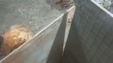 2xwin in 1 day micro bantam 2nd fight