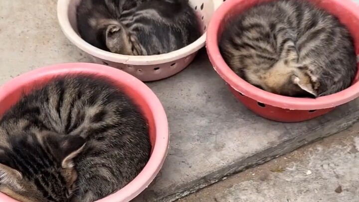 Bola bulu kucing itu benar-benar bulat!