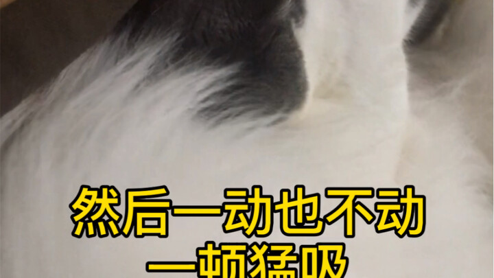 My cat learned how to suck on the dog!