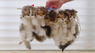 全新的小猫拍合照方法