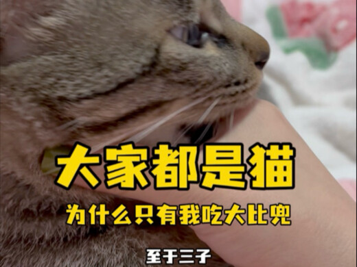 三三：大家都是猫为什么只有我吃大比兜 逗咪咪：你就说你该不该吃吧 #狸花猫 #白猫 #我和我的猫