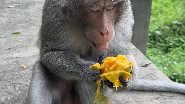 Monkey Couldn't Finish It All! 😂🥭 | Cute Monkey Video #Shorts#viralshort#monkey