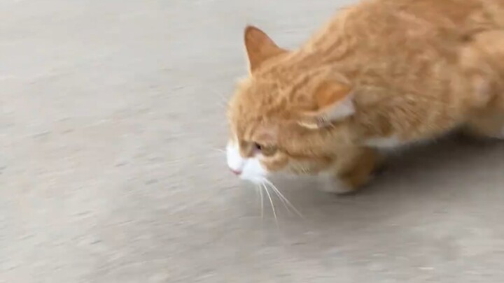 عندما تُربّي قطةً، تصبح جريئةً فقط في بيتك! ذهبتُ بالقطة للفحص الطبي، فلم تجرؤ على قول كلمةٍ واحدةٍ 