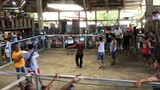 Loboc Arena Stag/Cock 3Hits Ulutan 1st Fight.