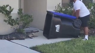 佛 州 人 民 捉 鳄 鱼