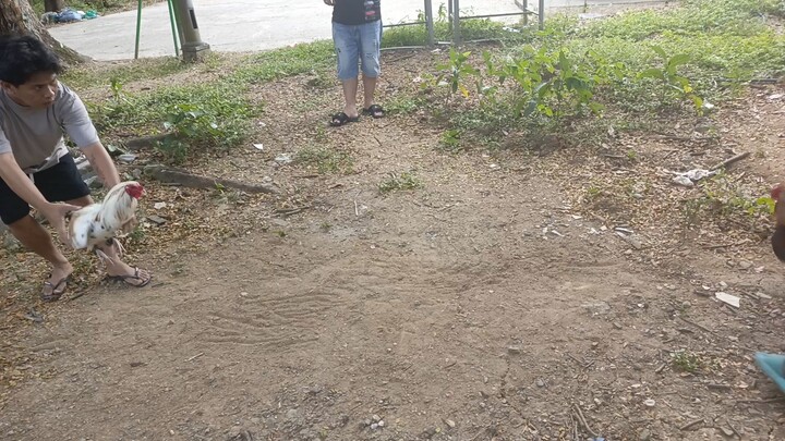 Swhite vs Gilmore Spar 1