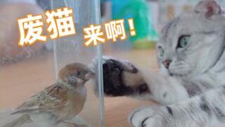 Burung ini dengan gila menantang tiga ekor kucing, ingin buang kotoran di atas kepala mereka! Gila s