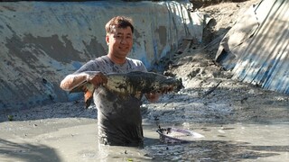 Tát mương hút bùn. Bin Béo hút cá. Cá quá cá - Bin Đen Miền Tây # 137