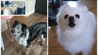 Flower Dance but Dogs Sung It (Doggos and Gabe)