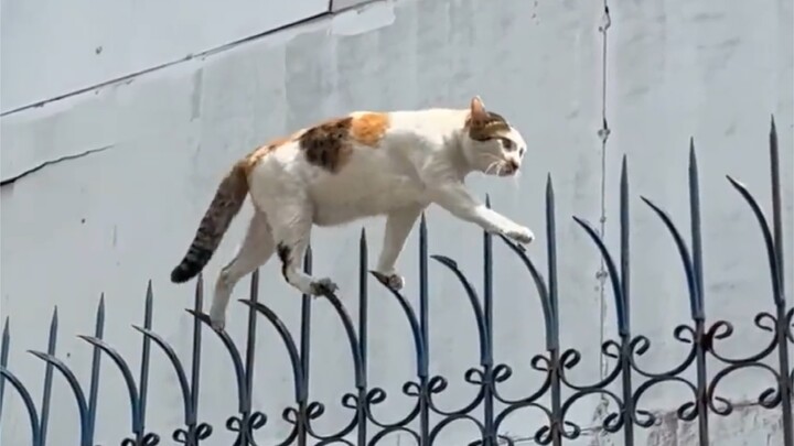 "Đại hội thưởng hành vi mèo kungfu"