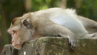 The Sadness Monkey, Why Are You So Sad Diamond Monkey, What Are You Thinking About??