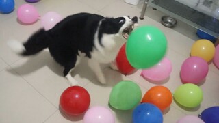 Border Collie Bermain Balon