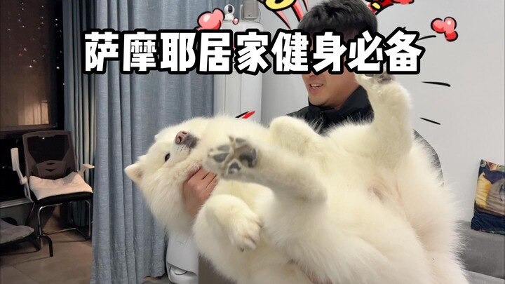 Must-Have Little Dog for Samoyed Home Workouts!