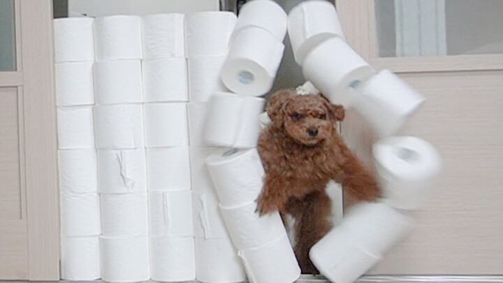 [Chinese Subtitles] Mongja | Grumpy Ninja Dog Takes on a Toilet Paper Obstacle Course
