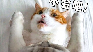 Sudut pandang orang pertama! Kepala kucing dengan kamera terpasang di atasnya bisa memotret seharian