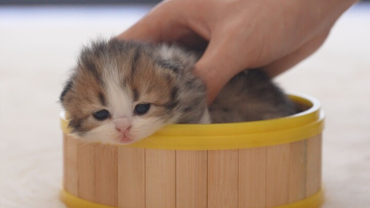 We’ve named the little kitten! This time it’s a soup-themed series~