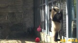 [Hewan]Panda Gemuk Terkena Semprotan Air