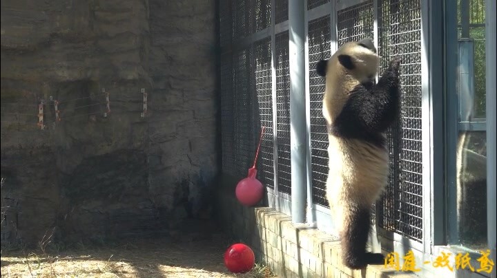 Check out this panda bear