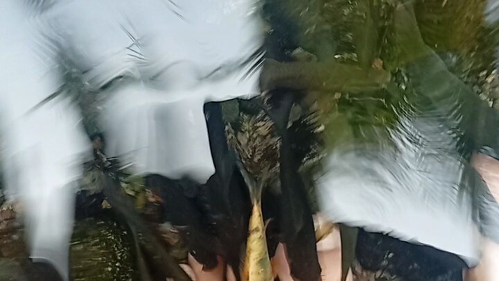 terapi ikan