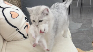 猫妈妈把孩子叼给我自己跑去玩儿了