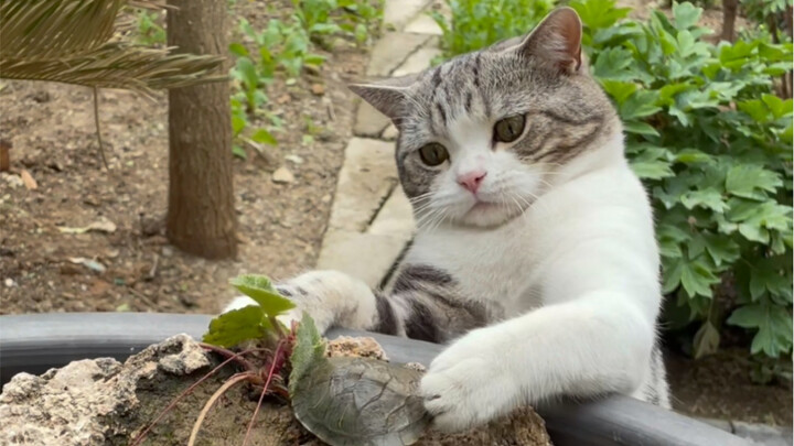 اليوم أيضًا أعطيتهما يوم إجازة، واصطحب تاولو ليرى ما يطير في السماء.