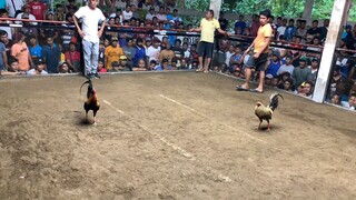 3cock Timbagan ( 2.5pts) Solo Champ. 2nd Fight Draw using Mclean Sweater 16months old.