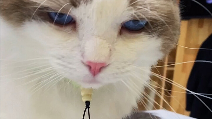 Working cat, working spirit—every job is the purr-fect fit.
