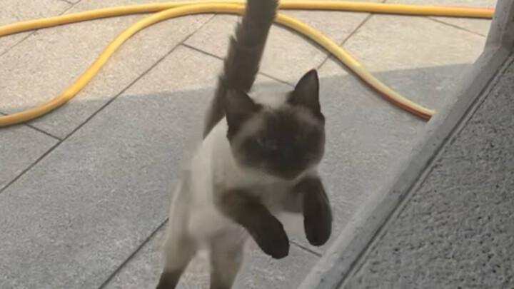 Boss, I’m here, meow