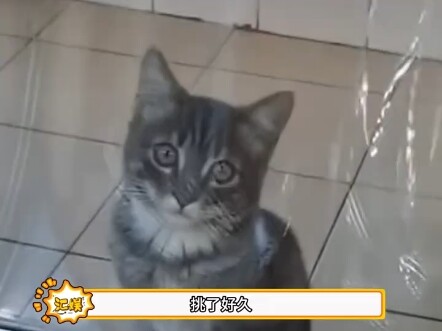 น้องแมว: ไม่ได้เจอกันนานเลย ยังจำฉันได้ไหม?