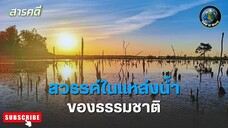 สวรรค์ในแหล่งน้ำของธรรมชาติ - สารคดีพากย์ไทย Shallow Waters – Where Nature returns