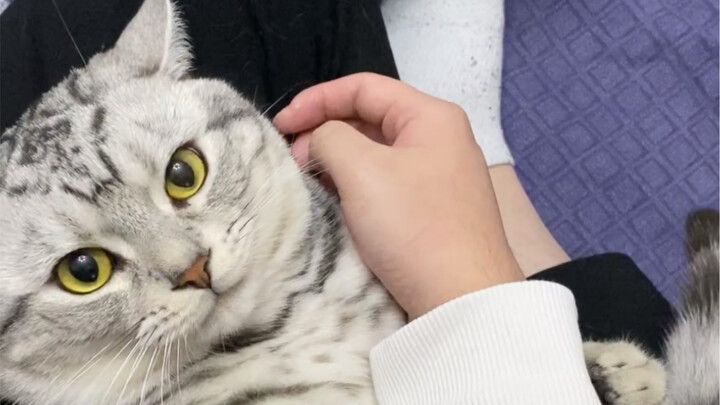 Yingying‑kun~ Hug‑kun~ Belum pernah melihat kucing kecil yang begitu manja…