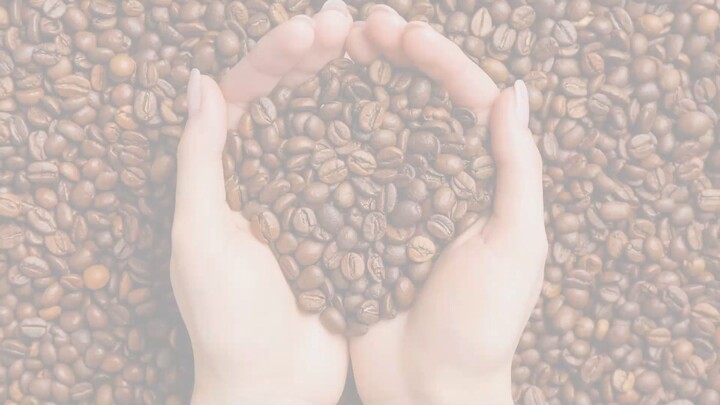 0822 2083 0527 ( Tsel ) Pollarise,  Bibit Pohon Kopi Arabika