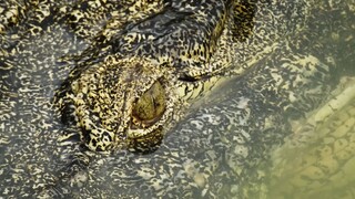 Deadly Rivals Two Crocodiles One Territory Full Documentary(1080P_HD)