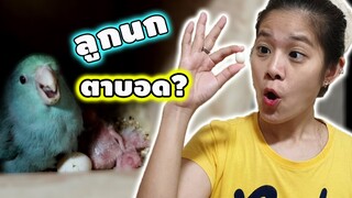 ทำยังไงดีได้ลูกนกฟอพัสตาบอด? ลูกนกสีสูง?