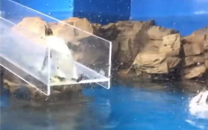 好一只脚滑的企鹅！！