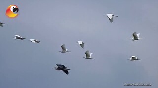 TAUKAH KAMU!!! Dengan Burung Kuntul Kecil