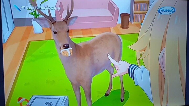 My Deer Friend Nokotan Dar Friend Nokotan