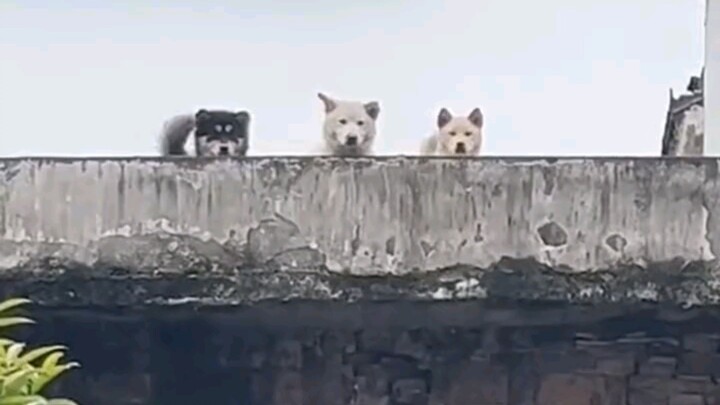 สามตัวน้อยน่ารักที่กำลังพักผ่อน!! ชอบมากเลย!