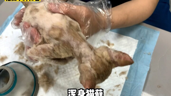 Full-Body Feline Ringworm