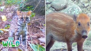 Visayan leopard cats at Visayan warty pigs, paano nga ba nabubuhay? | Born to Be Wild