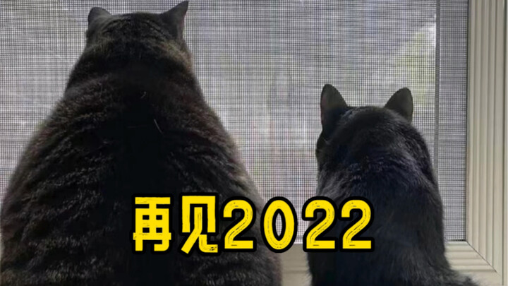 2022我们真的很失败，让一只猫继续活下来成了我们最欣慰的事，再见！