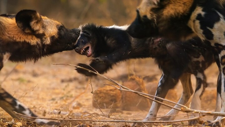 แบดเจอร์น้ำผึ้ง: นักรบหกเหลี่ยมตัวจริง!